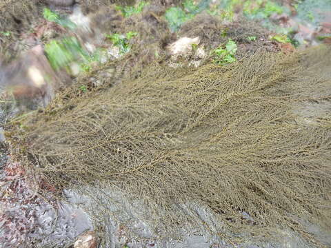 Слика од Sargassum muticum