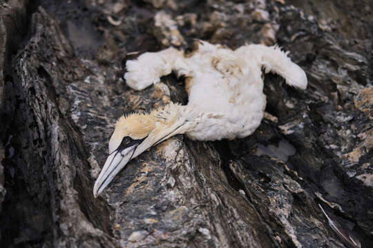 Image of Cape Gannet