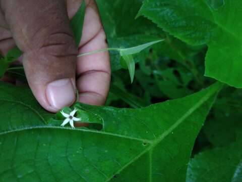 Image de Zinnia zinnioides (Kunth) Olorode & A. M Torres