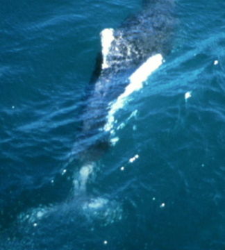 Image of Dall's Porpoise