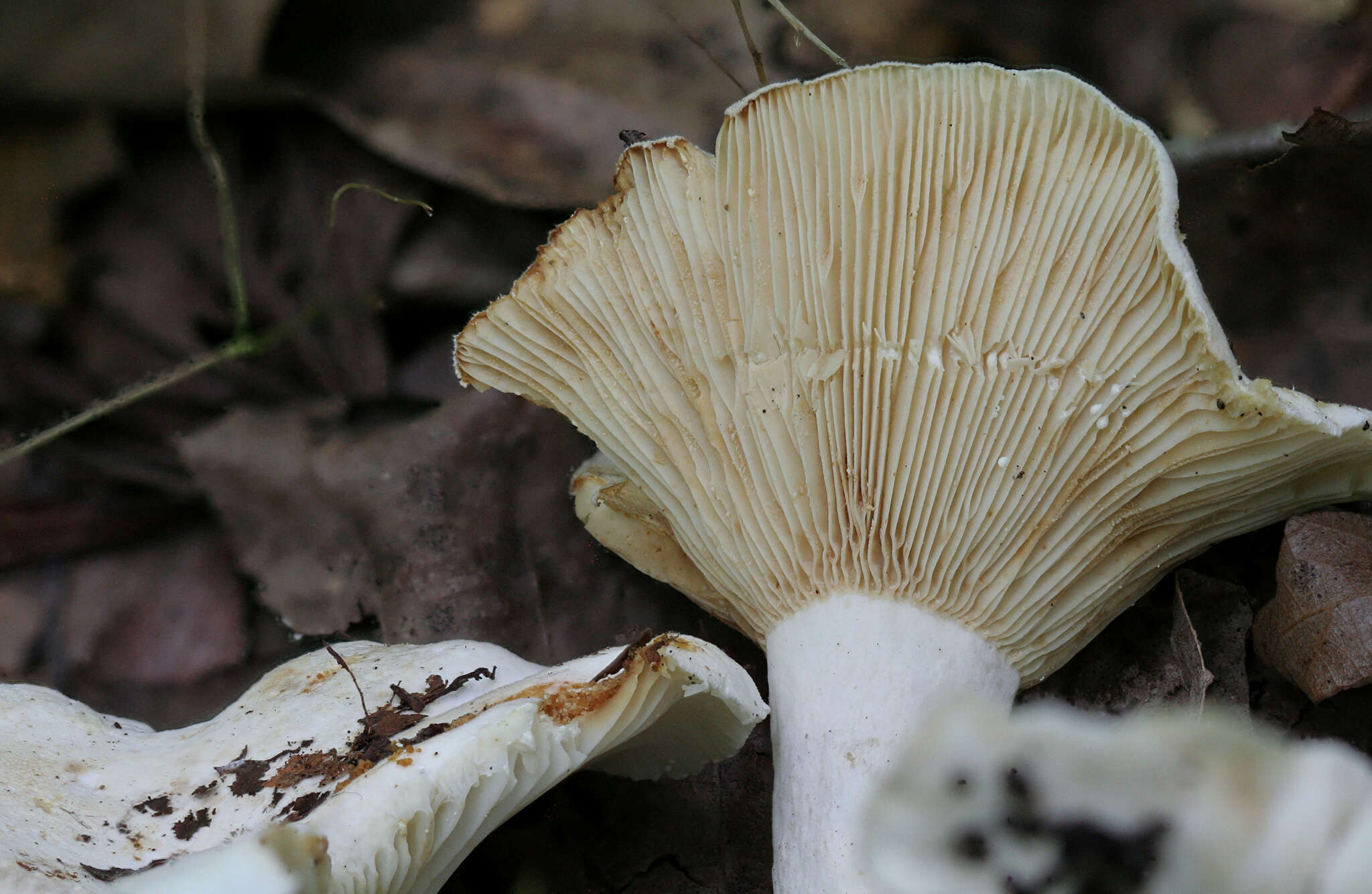 Image de Lactifluus subvellereus (Peck) Nuytinck 2011