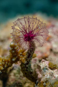 Image of Oceanapia sagittaria (Sollas 1902)