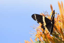 Image of Papilio garamas Geyer 1829