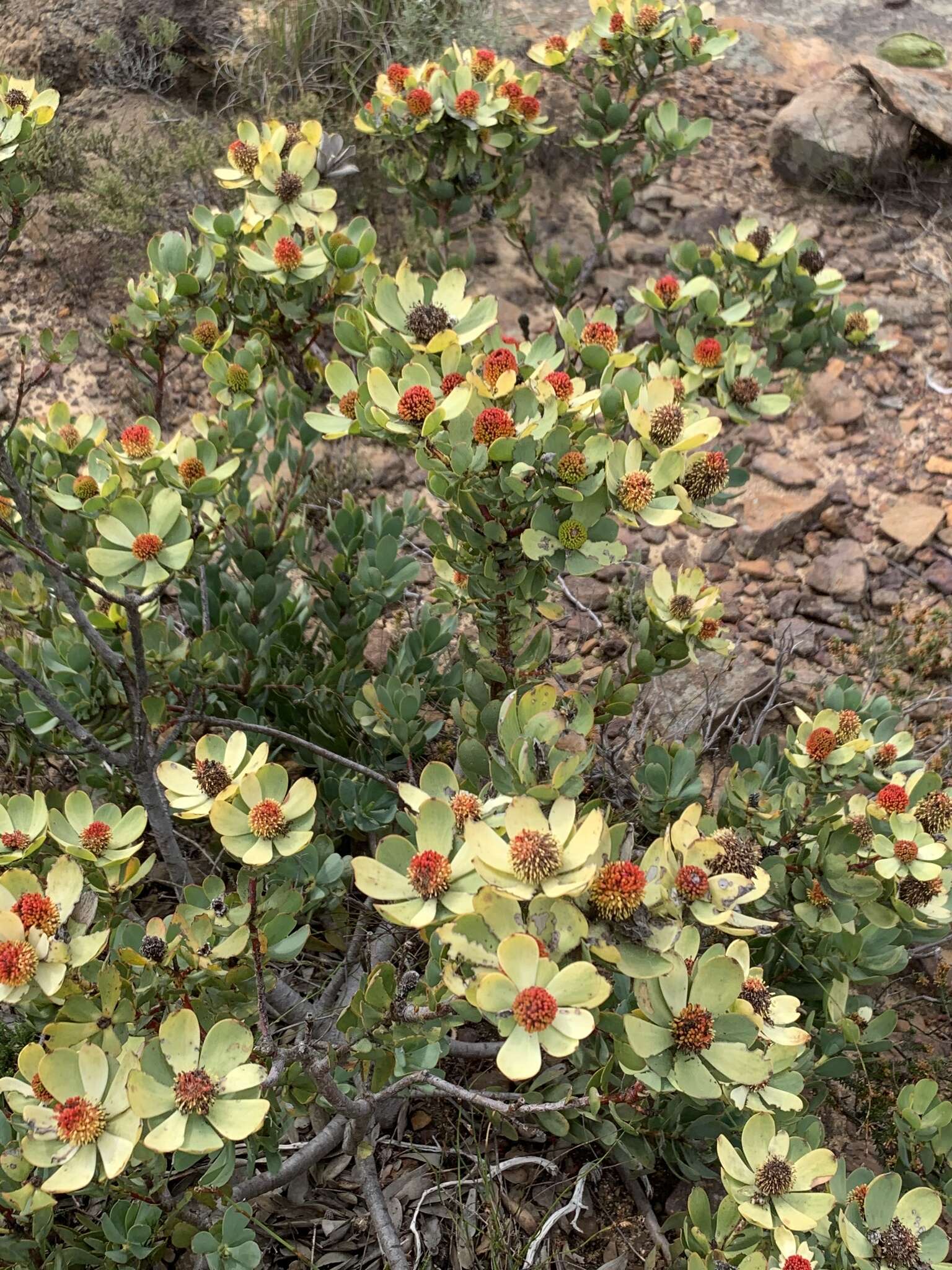 Plancia ëd Leucadendron discolor Buek ex Meissn.