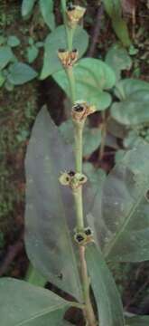 Imagem de Celosia grandifolia Moq.