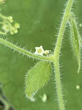 Image of Sicydium gracile Cogn.