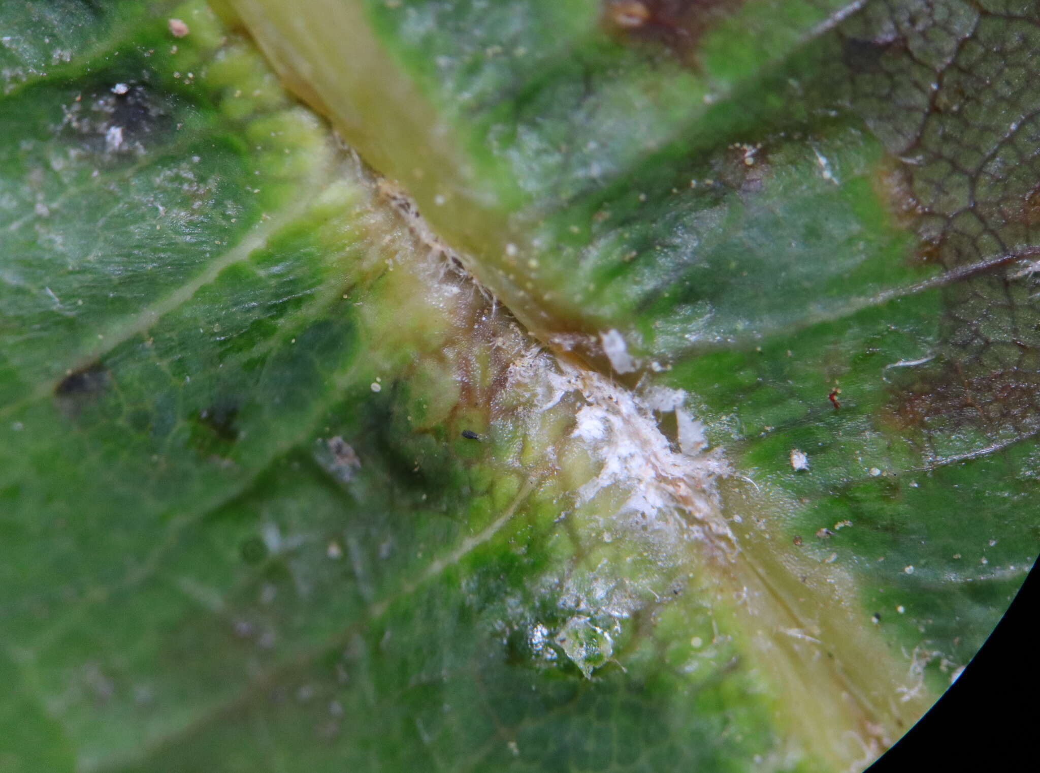 Image of Leaf Kermes