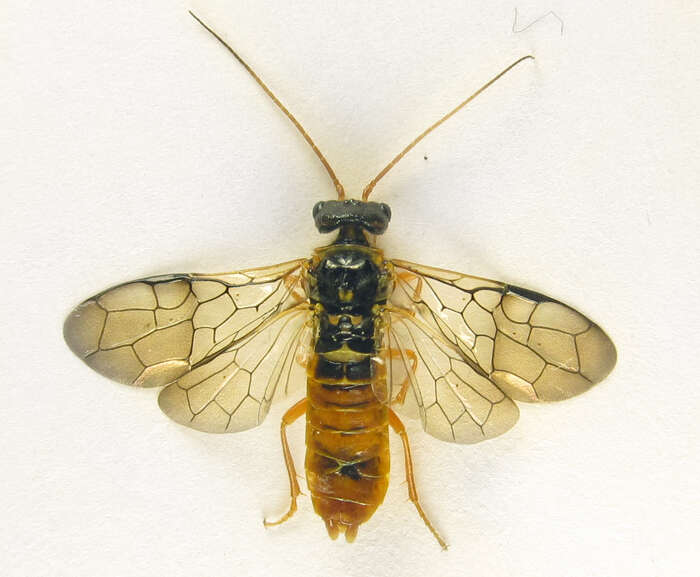 Image of Cephalcia abietis (Linnaeus 1758)
