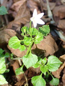 Image of Peracarpa carnosa (Wall.) Hook. fil. & Thomson