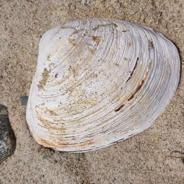 Spisula sachalinensis (Schrenck 1862) resmi