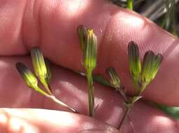 Image of Mojave ragwort