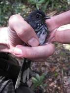 Image of Spotted Fantail