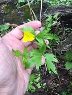 Ranunculus hispidus var. nitidus (Ell.) T. Duncan的圖片