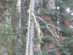 Image of Great Gray Owl