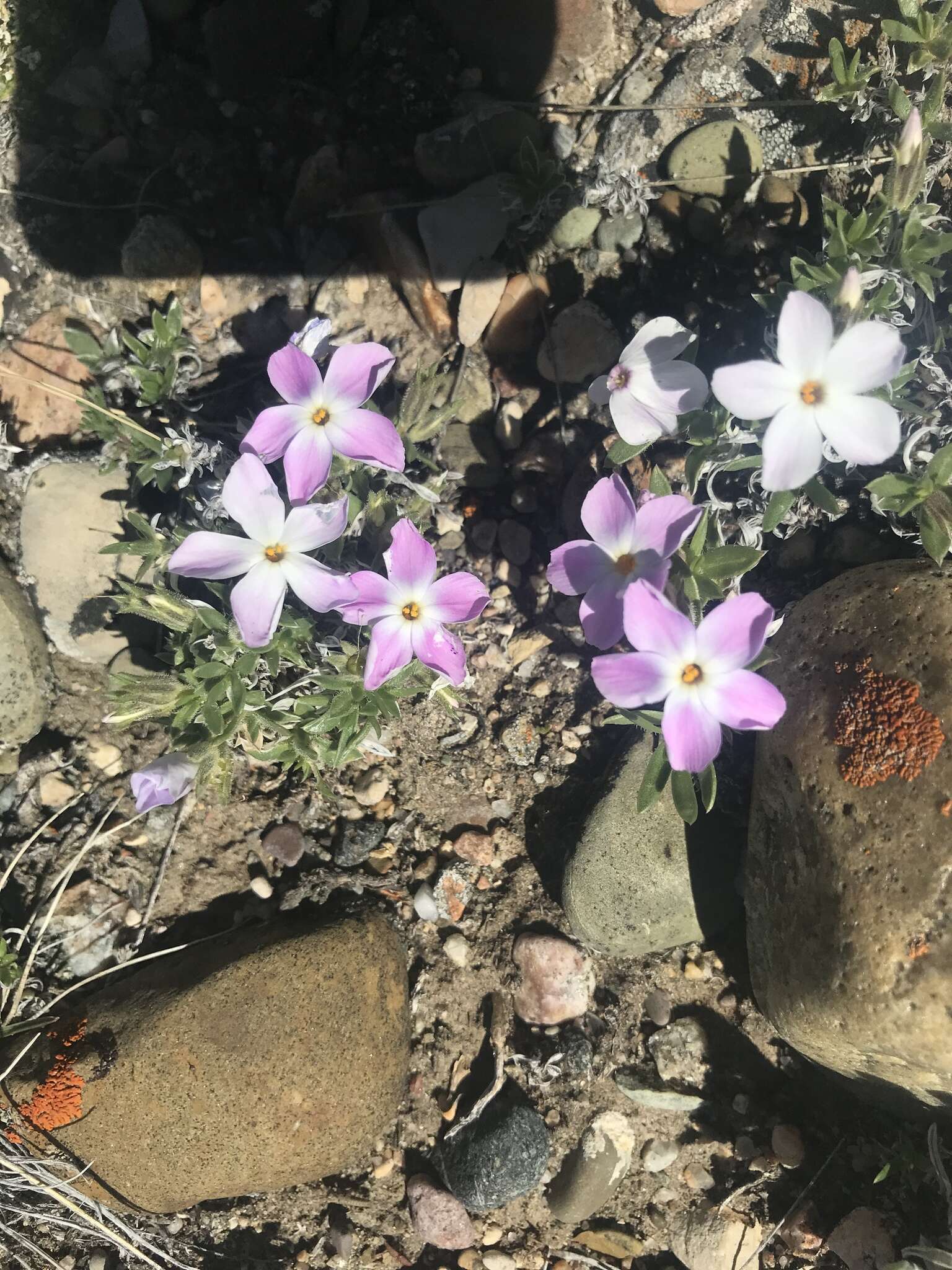 Image of alyssumleaf phlox