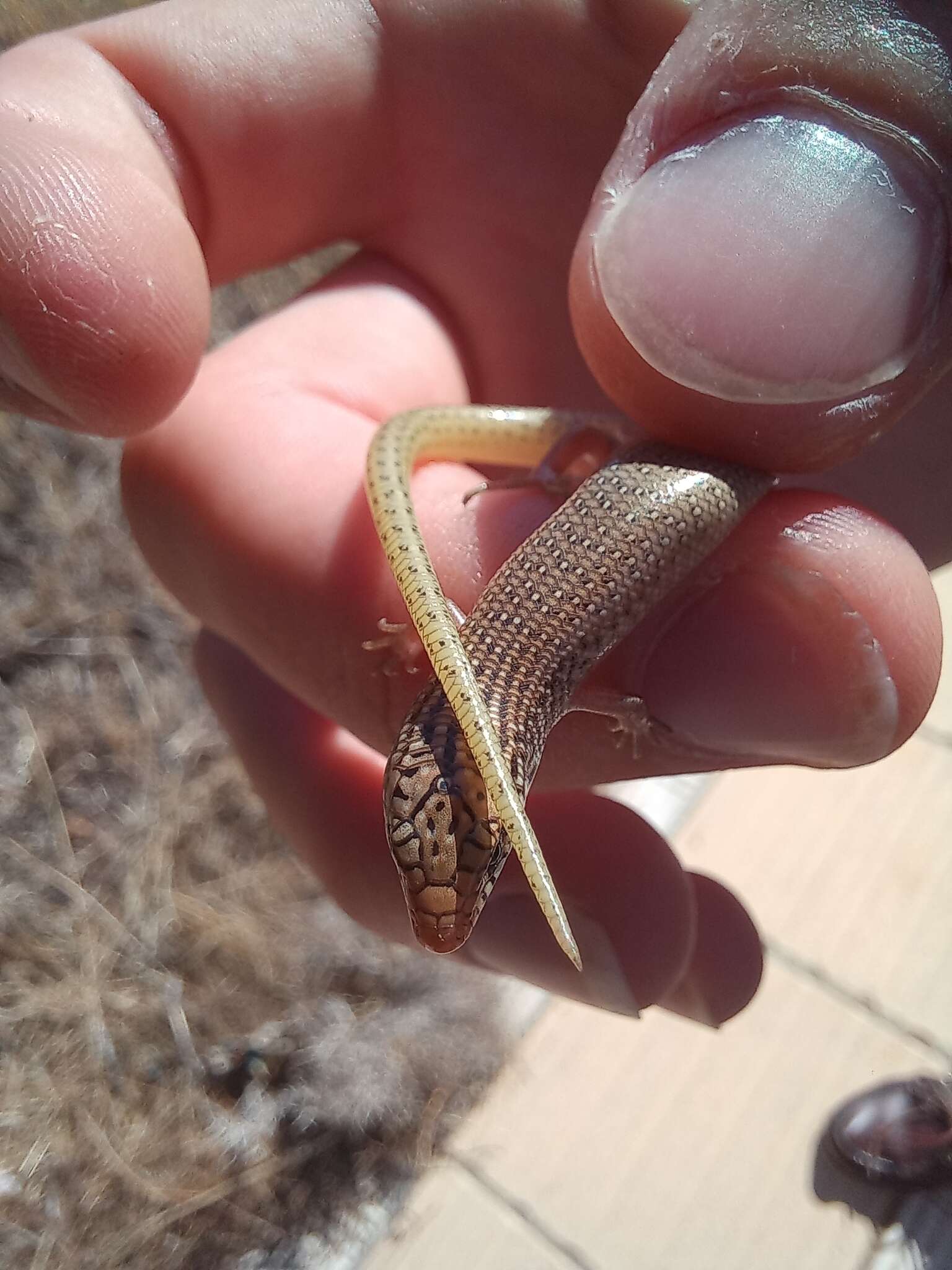 Image of Chalcides ocellatus ocellatus (Forskal 1775)