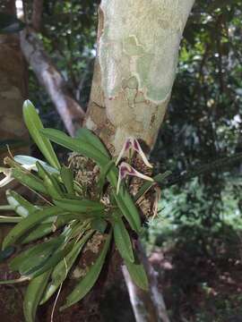 Image of Masdevallia wendlandiana Rchb. fil.