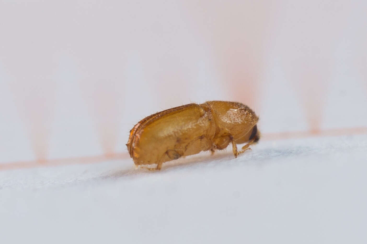 Image of Six-toothed spruce bark beetle