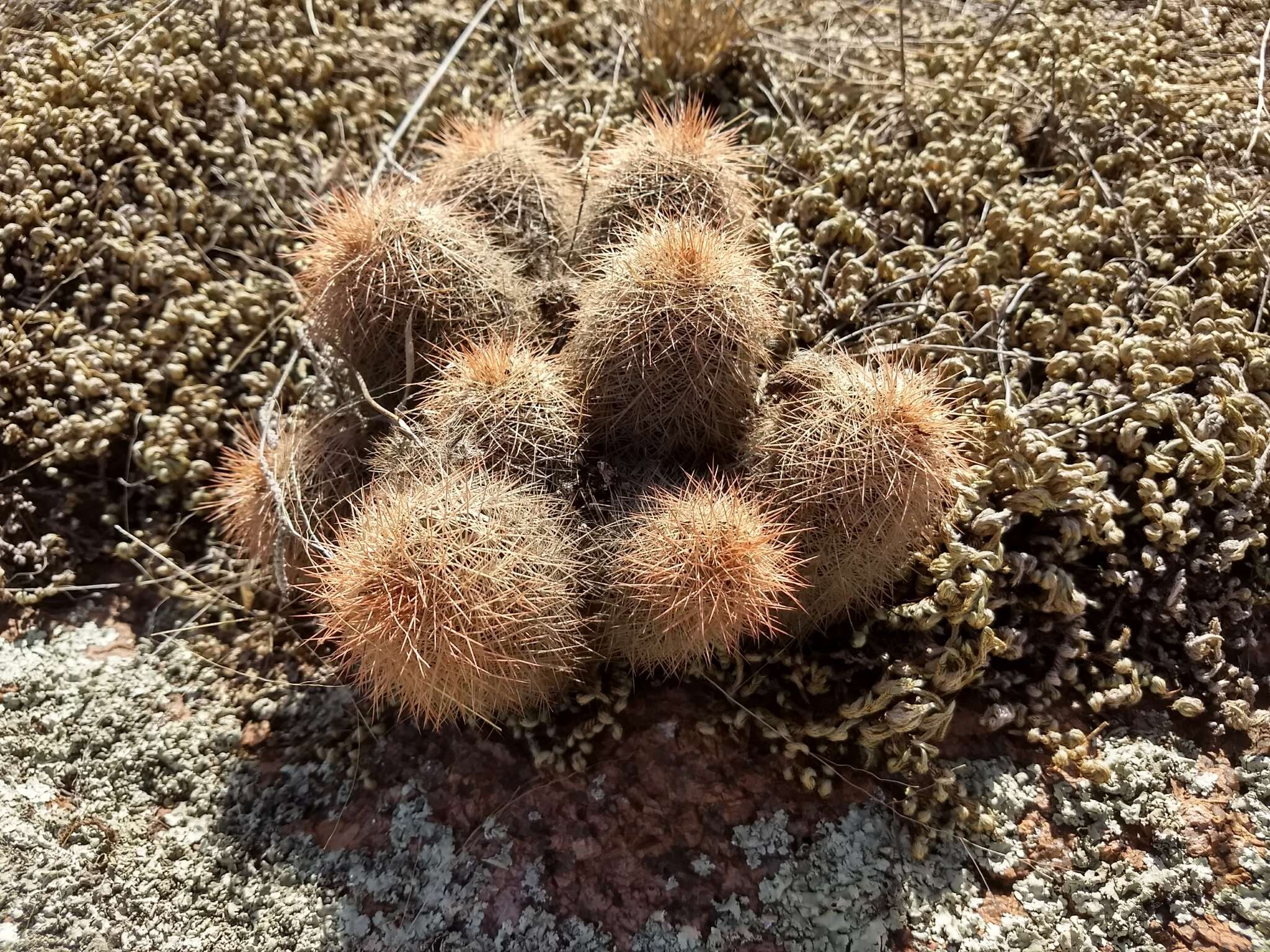 Image of Echinocereus reichenbachii var. baileyi (Rose) N. P. Taylor