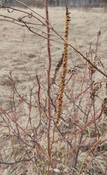 Plancia ëd Veronicastrum sibiricum (L.) Pennell