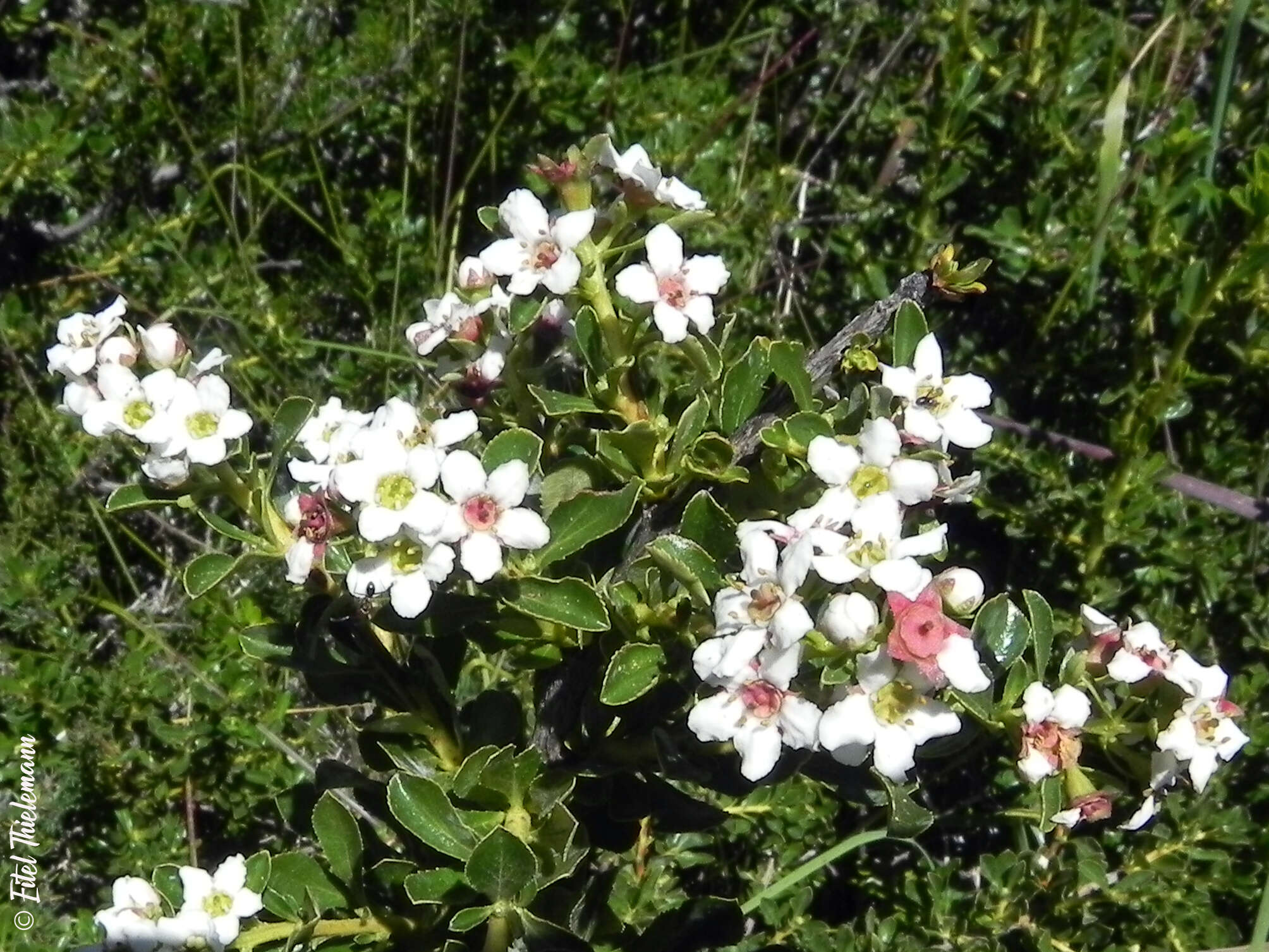 Image of Escallonia virgata (Ruiz & Pavón) Pers.