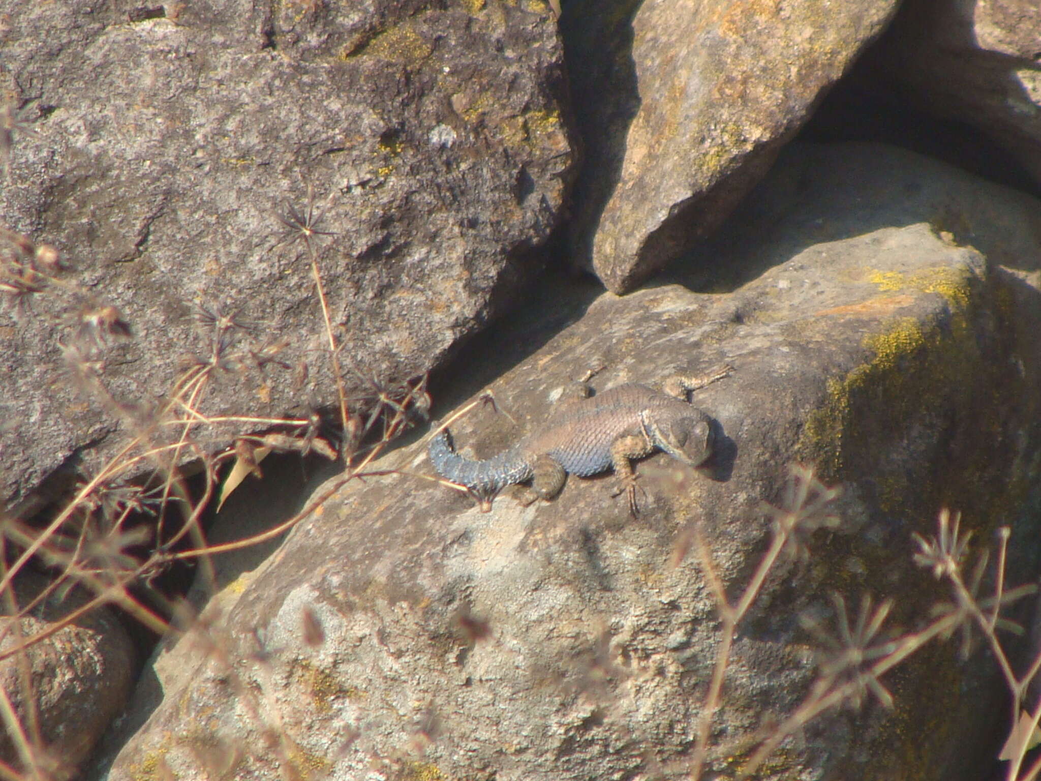 Image of Sceloporus dugesii Bocourt 1873