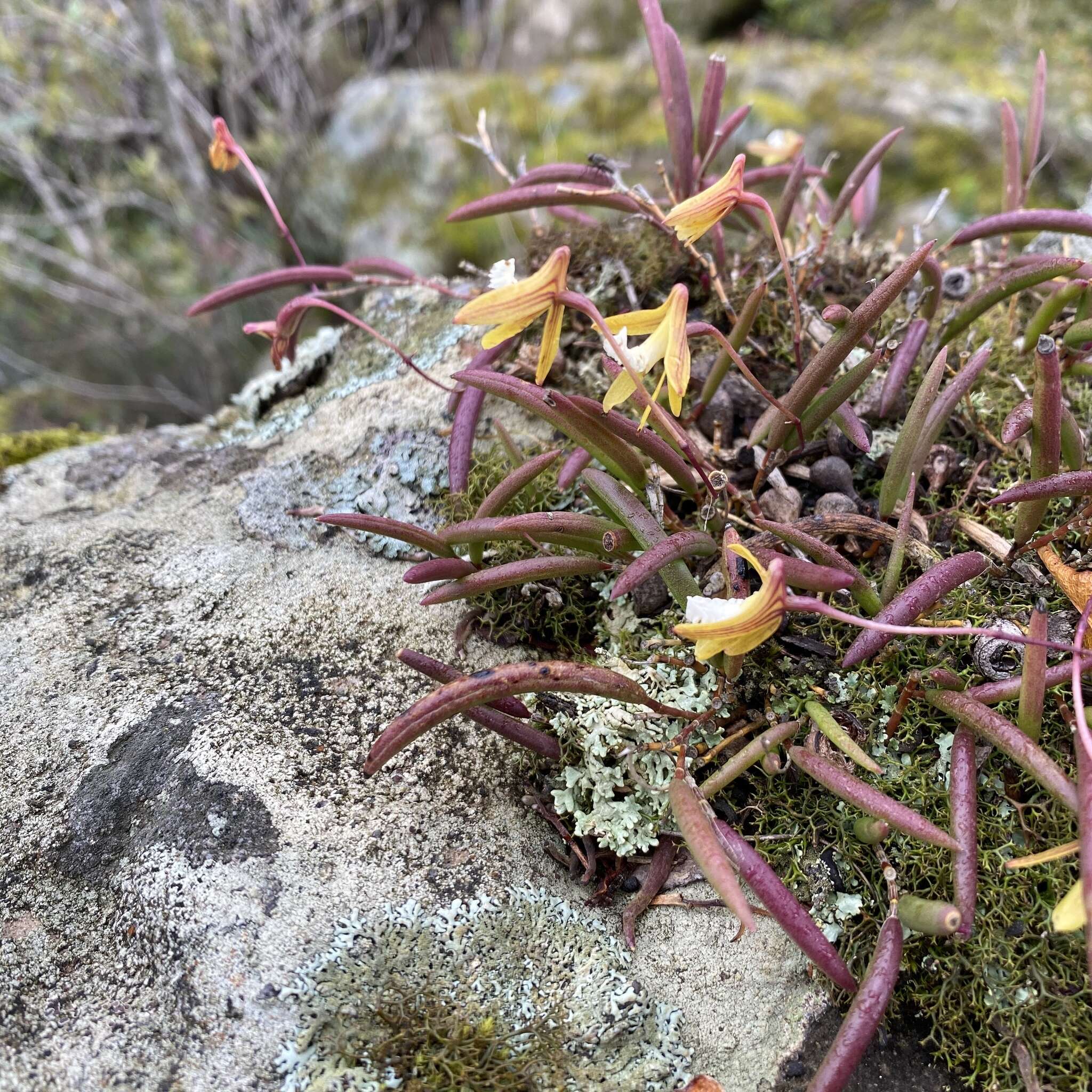 Imagem de Dendrobium striolatum Rchb. fil.