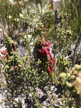 Image of <i>Erica monadelphia</i>