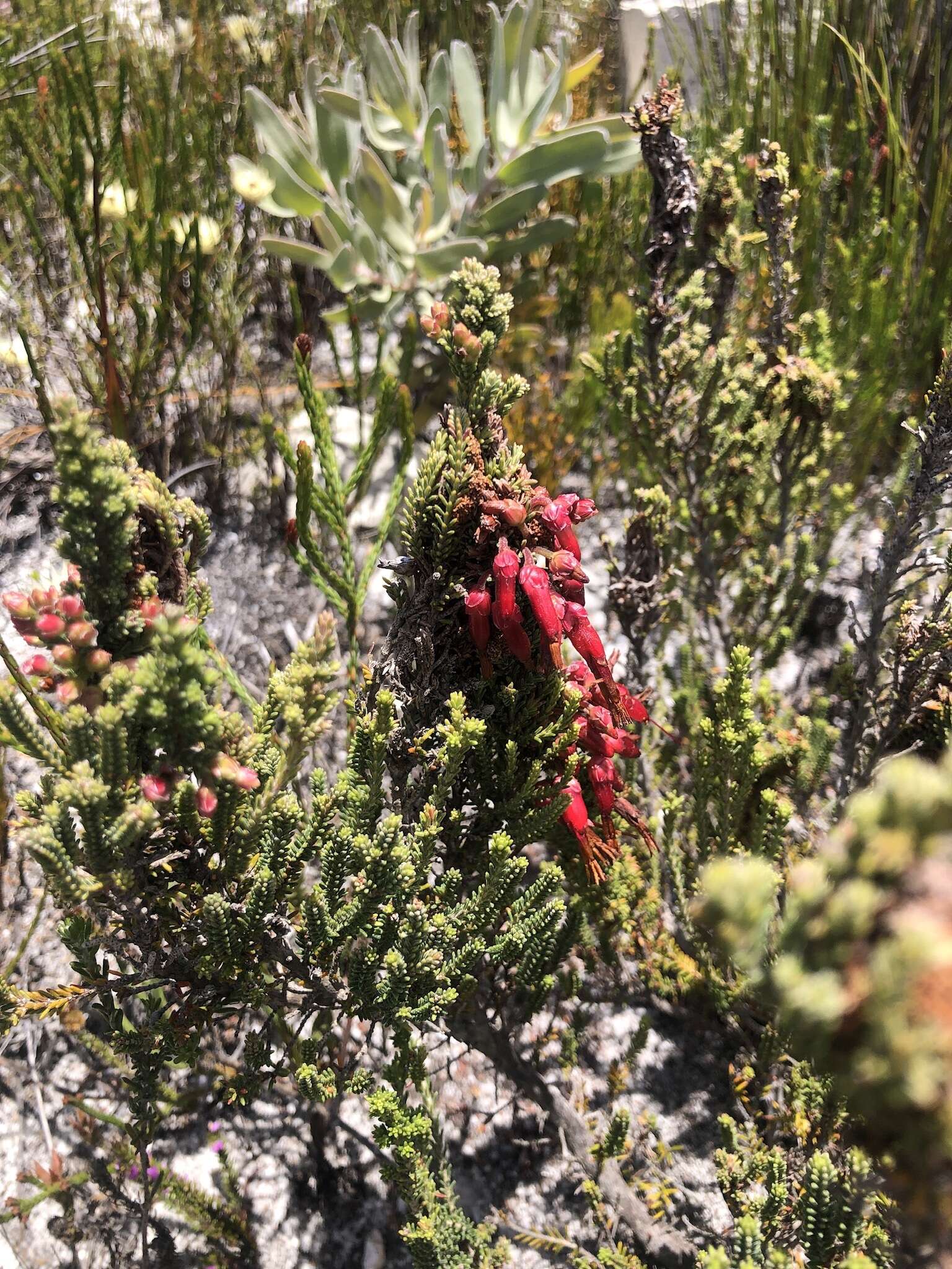 Image of <i>Erica monadelphia</i>