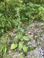 Sivun Stachys alpina L. kuva