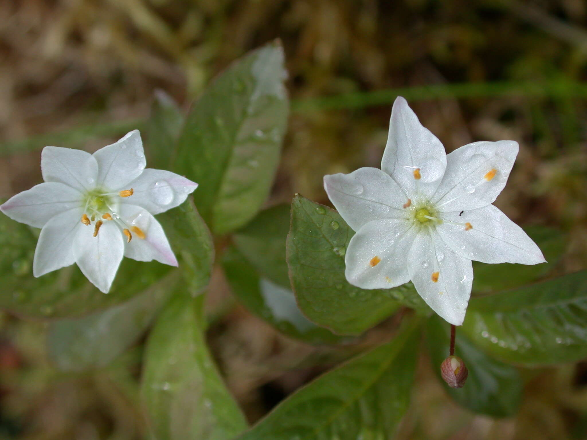 صورة Lysimachia europaea (L.) U. Manns & Anderb.