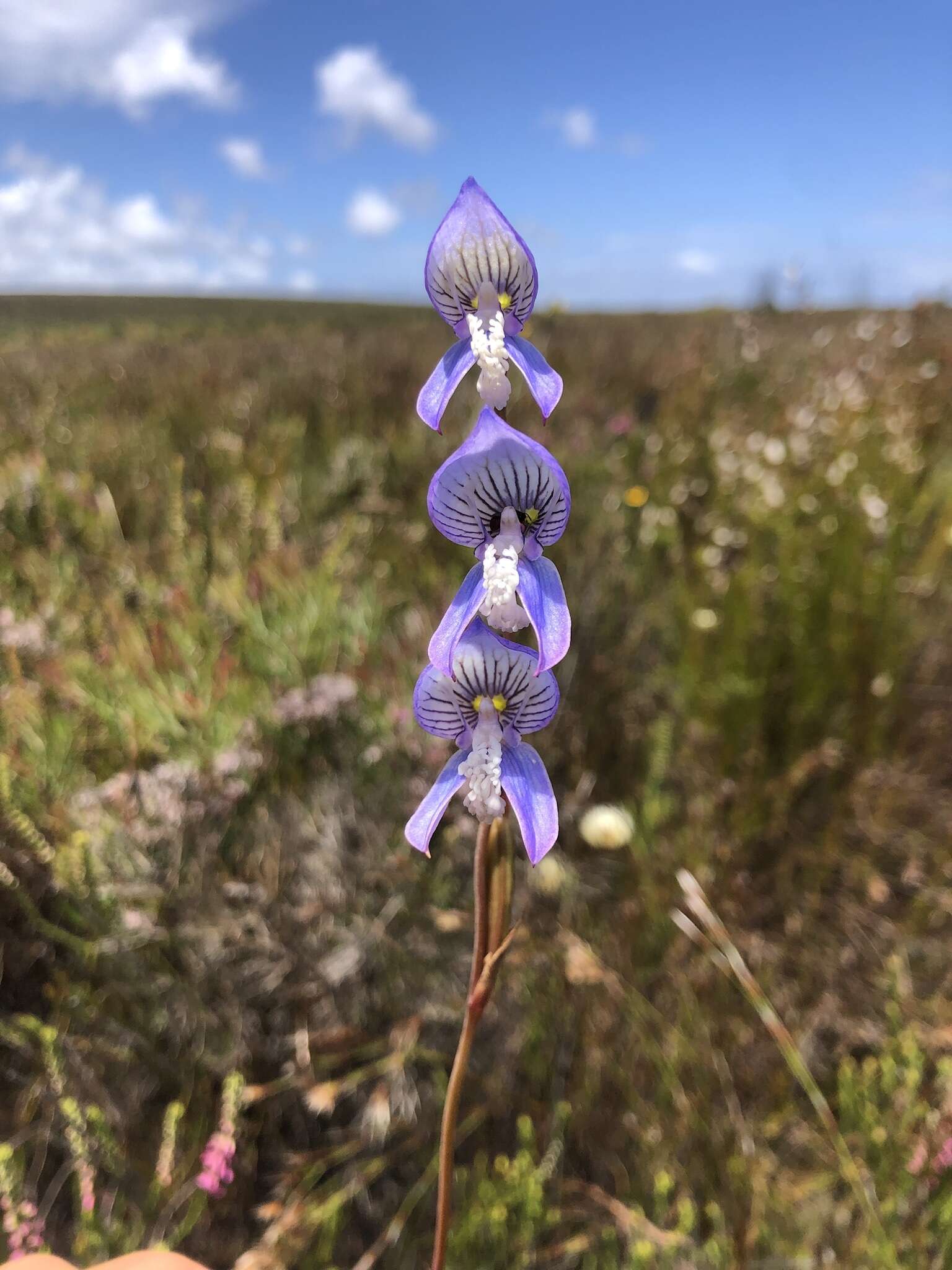 Image de Disa venusta Bolus