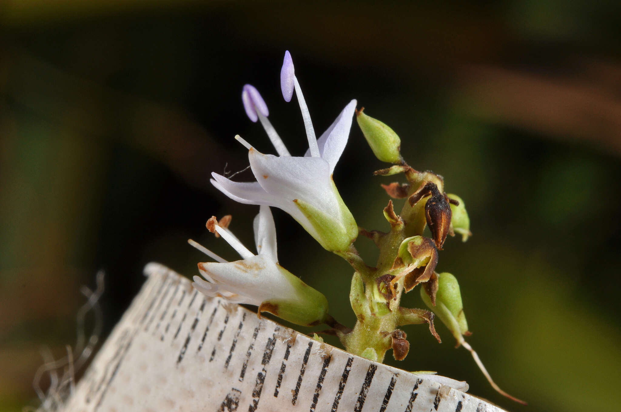 Image of Veronica ligustrifolia A. Cunn.