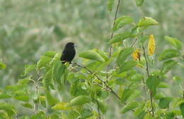 Image of Blue-billed Black Tyrant