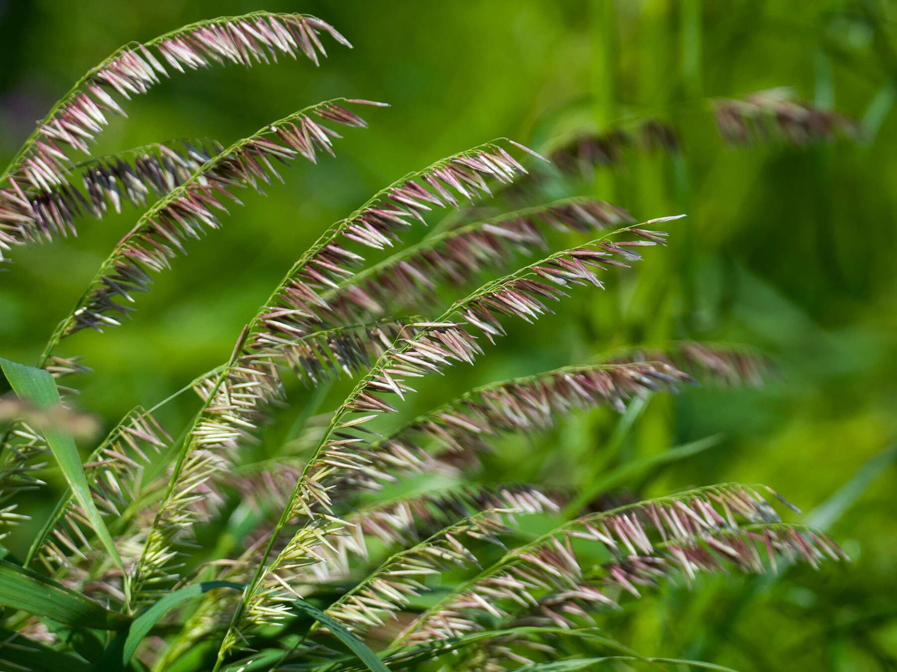 Image of Siberian melicgrass