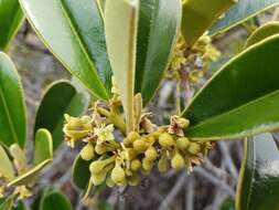 Image of Solmsia calophylla Baill.