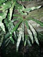 Image of Asplenium griffithianum Hook.