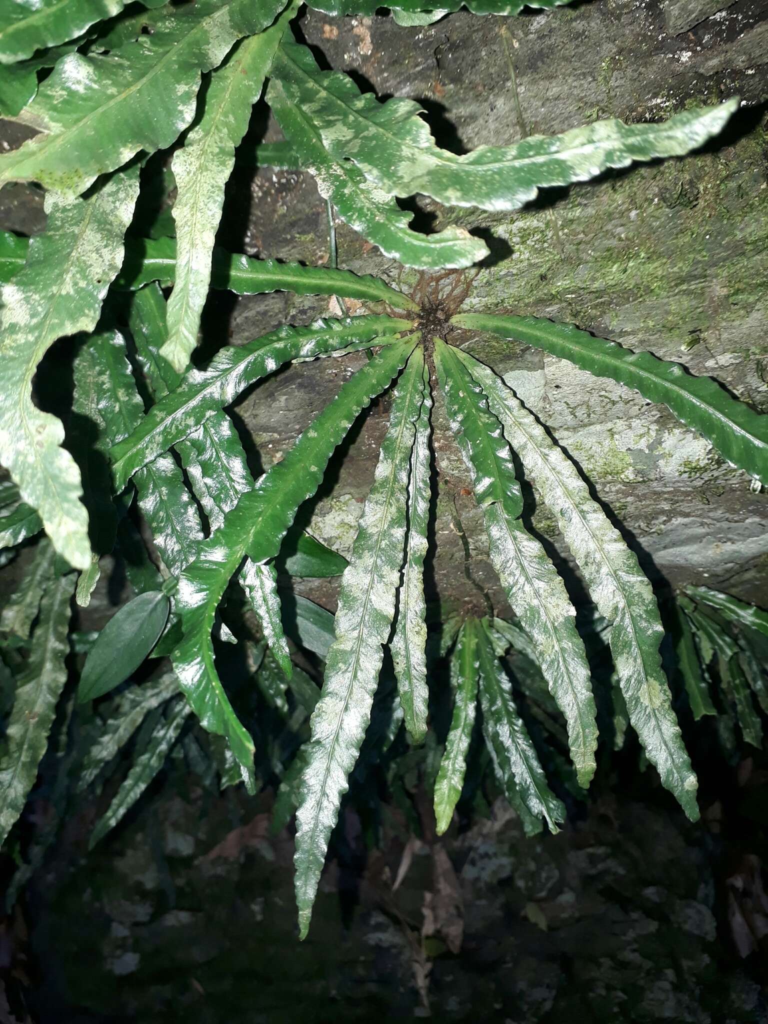 Image of Asplenium griffithianum Hook.