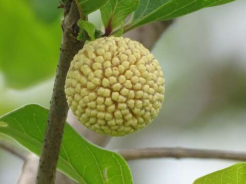 Image de Nauclea latifolia Sm.