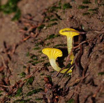 Hygrocybe chromolimonea (G. Stev.) T. W. May & A. E. Wood 1995的圖片