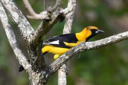 Image of White-edged Oriole