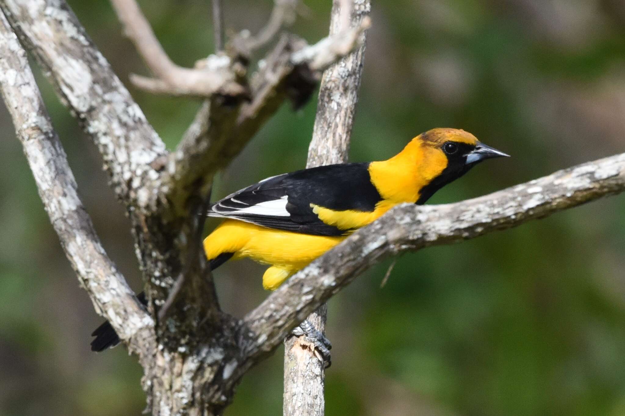 Image of White-edged Oriole