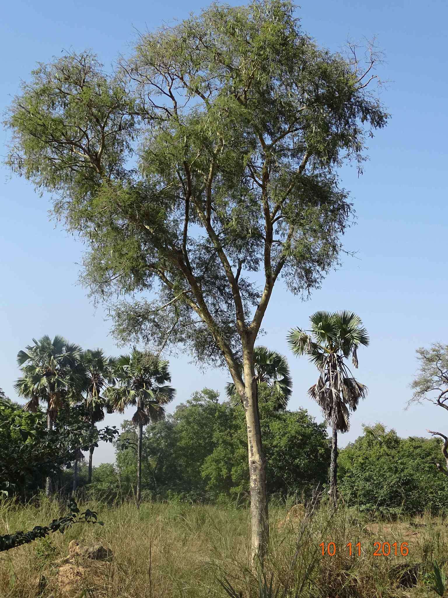 Image of catechu tree