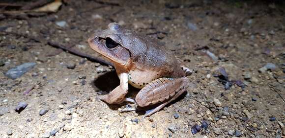 Image of Great Barred River-frog