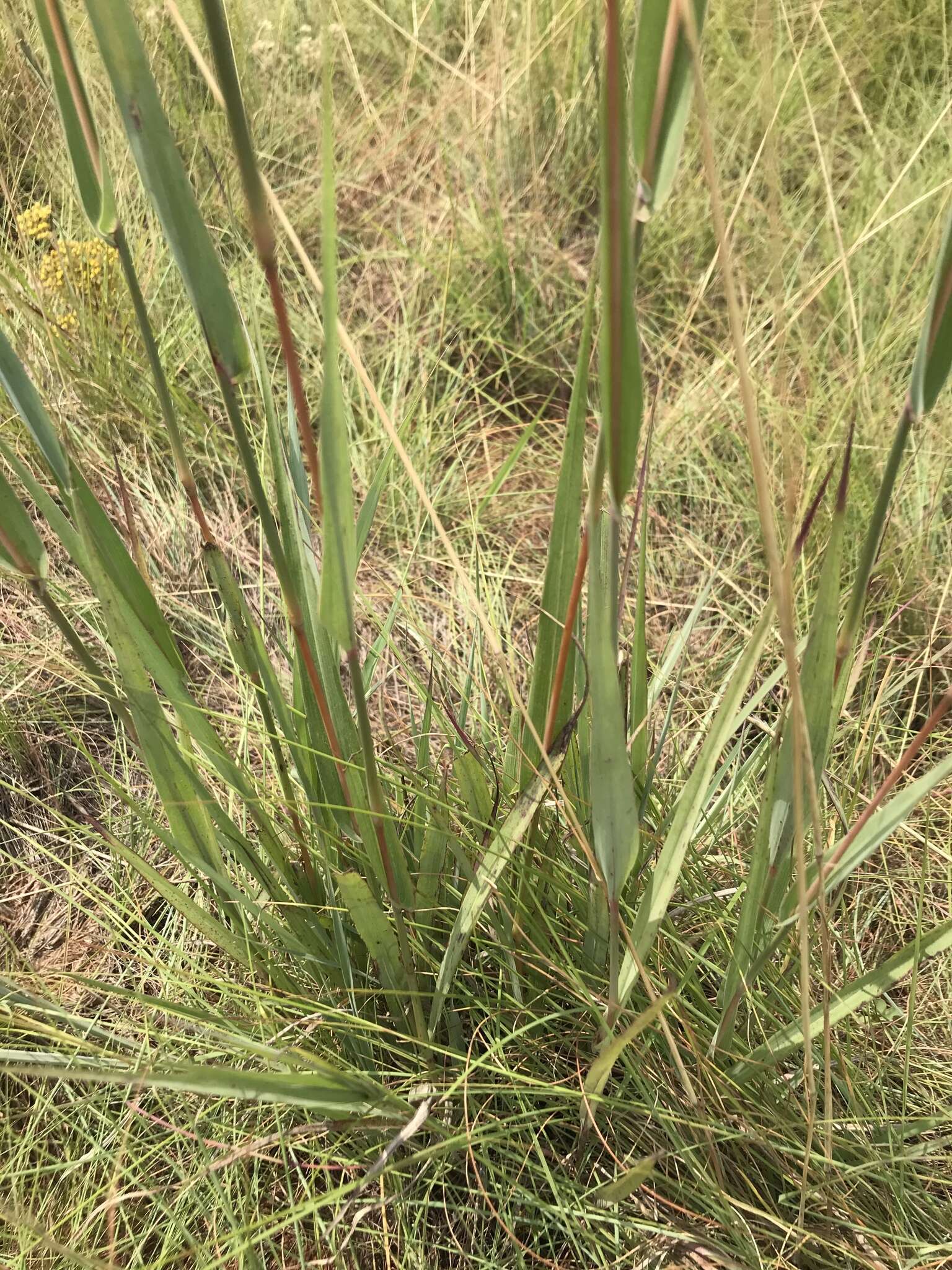 Diheteropogon amplectens (Nees) Clayton resmi