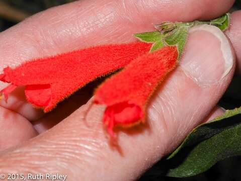 Image of Salvia oppositiflora Ruiz & Pav.