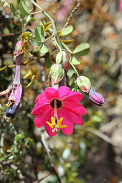 Слика од Passiflora huamachucoensis L. K. Escobar