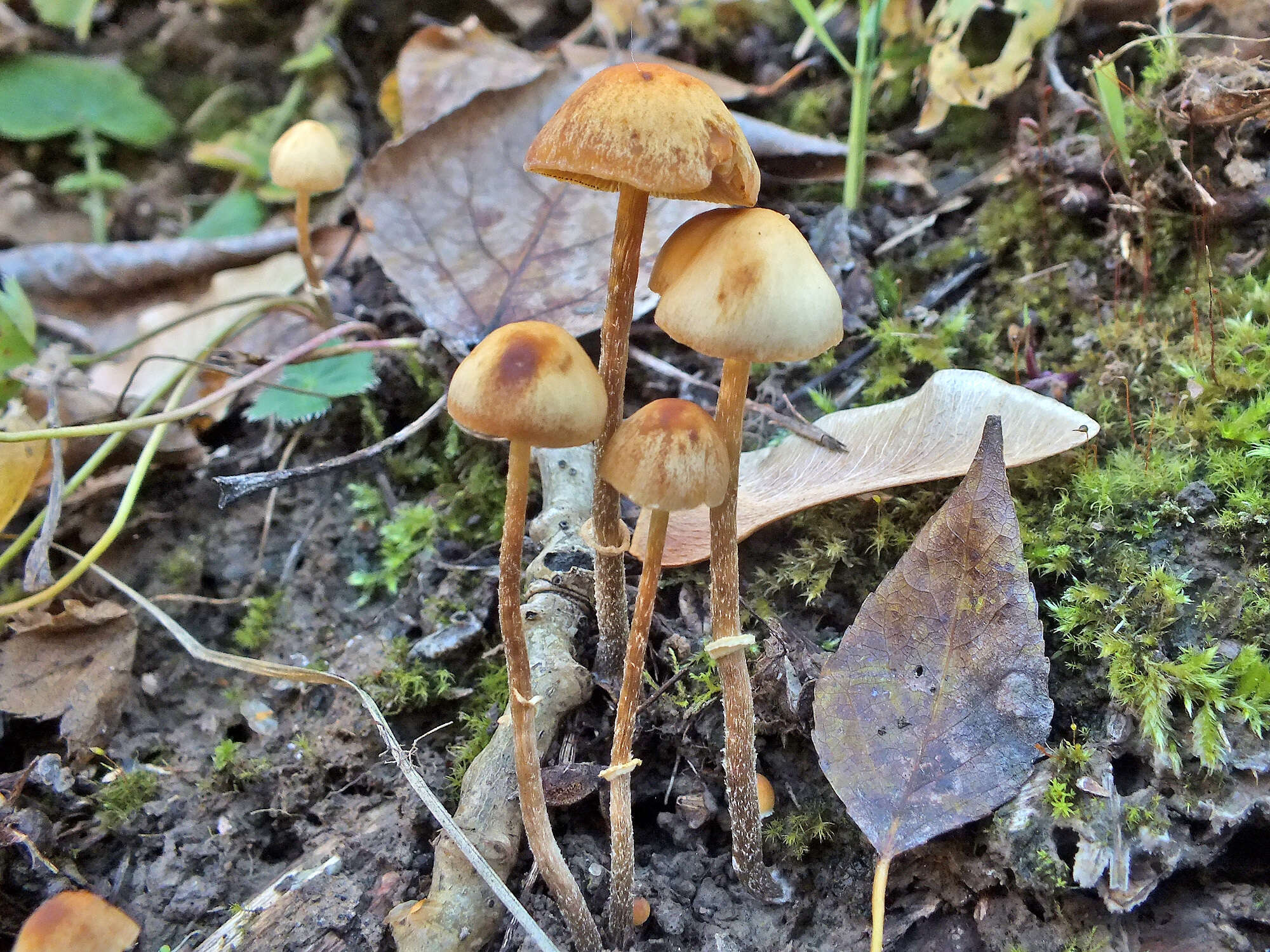 Image of Conocybe arrhenii (Fr.) Kits van Wav. 1970