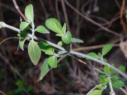 Image de Dicliptera scutellata Griseb.