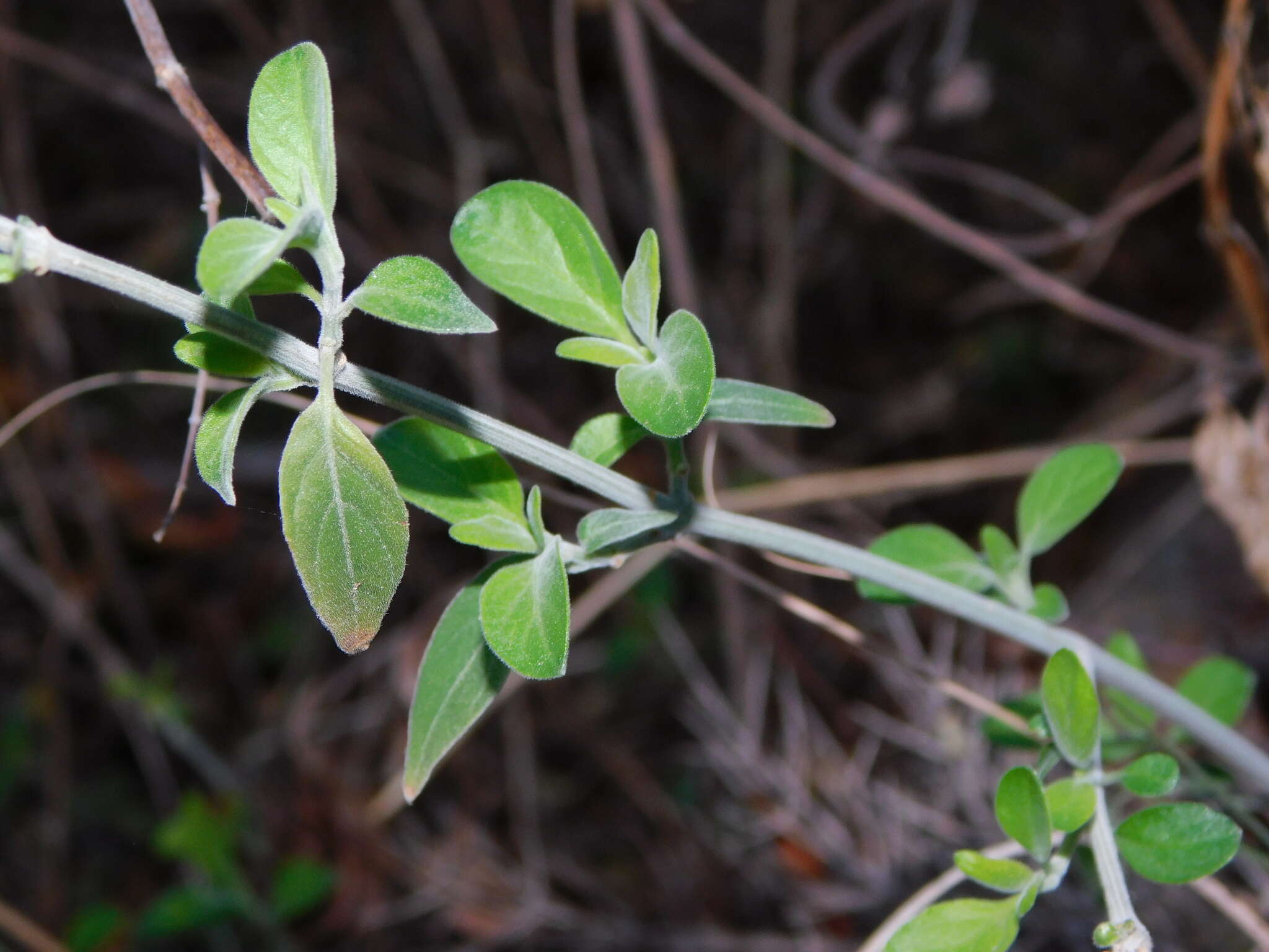 Image of Dicliptera scutellata Griseb.